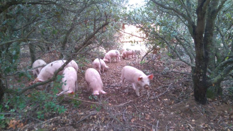 Peste porcine Africaine : faire face, en adaptant la biosécurité aux élevages plein-air