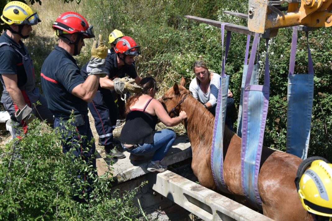 Baixas intervention pour secourir un cheval sur la commune !2