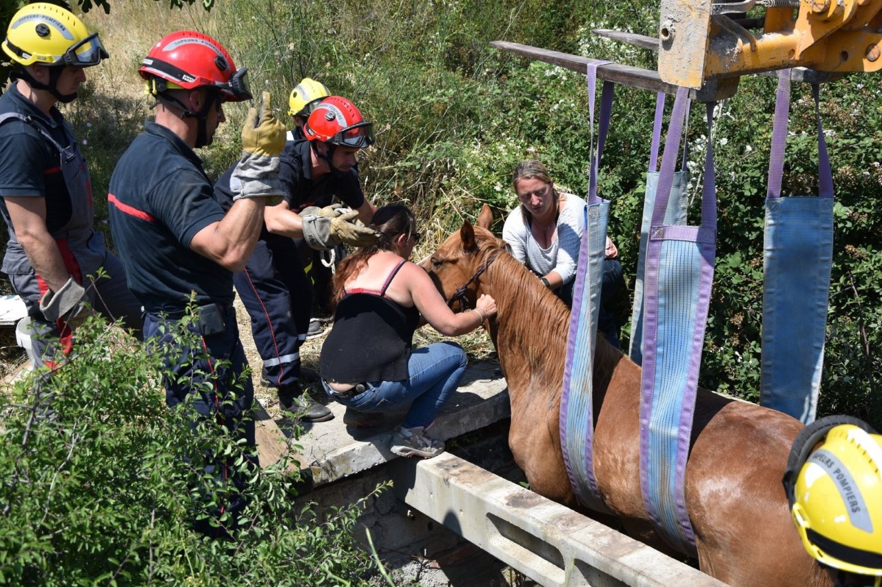 Baixas : intervention pour secourir un cheval sur la commune !