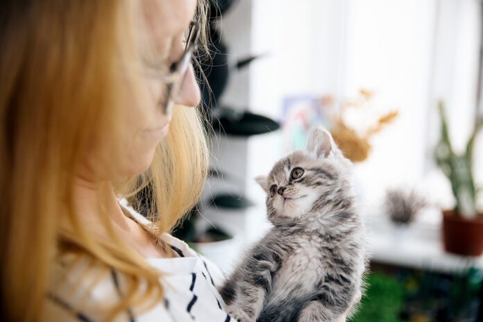 Chaton écossais CBD Le Journal Catalan