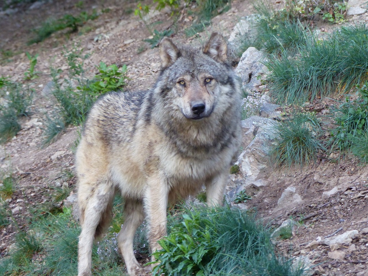 Le parc animalier de Casteil, aux pieds du Canigou, ou l’harmonie des animaux sauvages et des humains