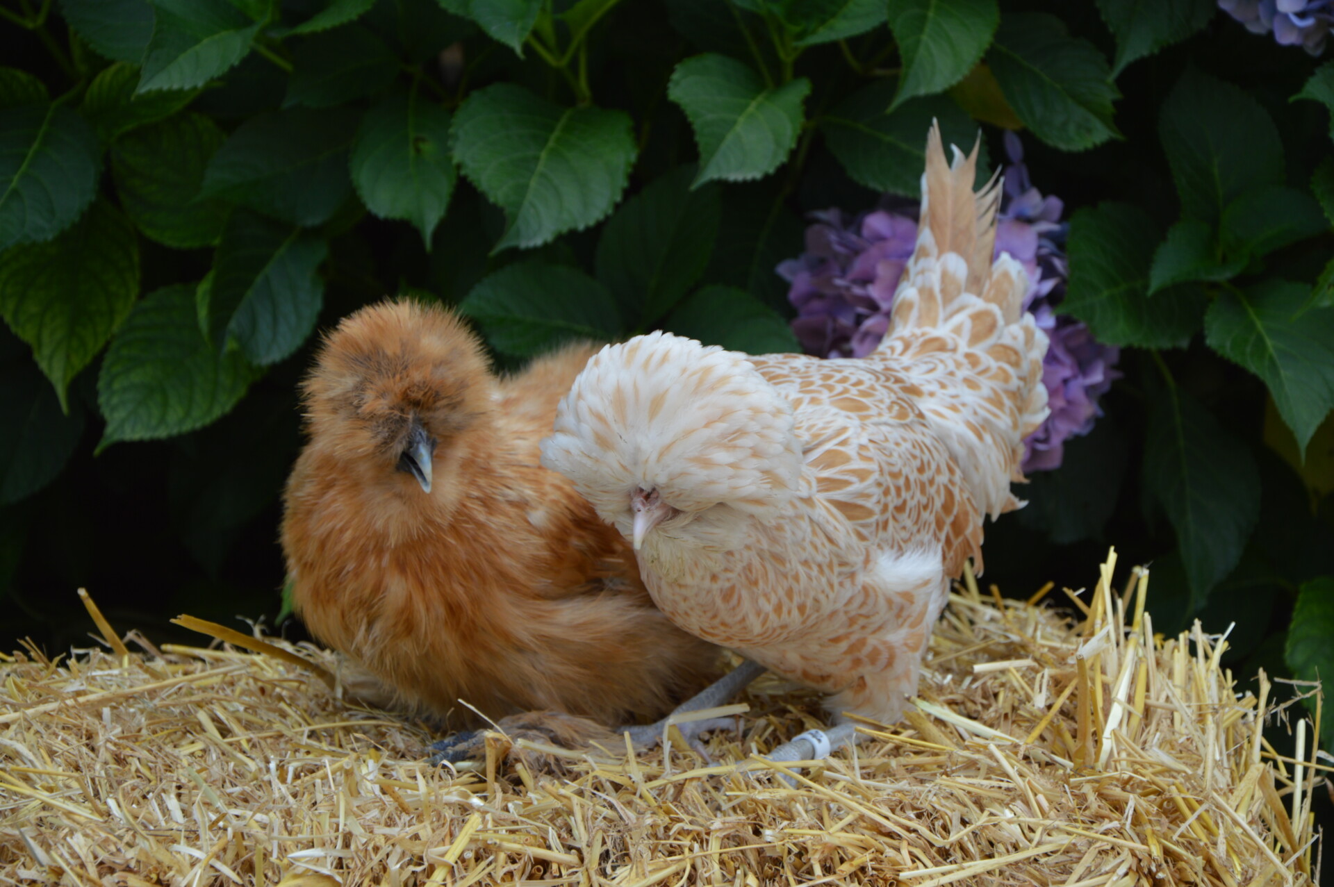 Tendance/ Les poules de compagnie ont la cote, ou comment joindre l’utile à l’agréable !
