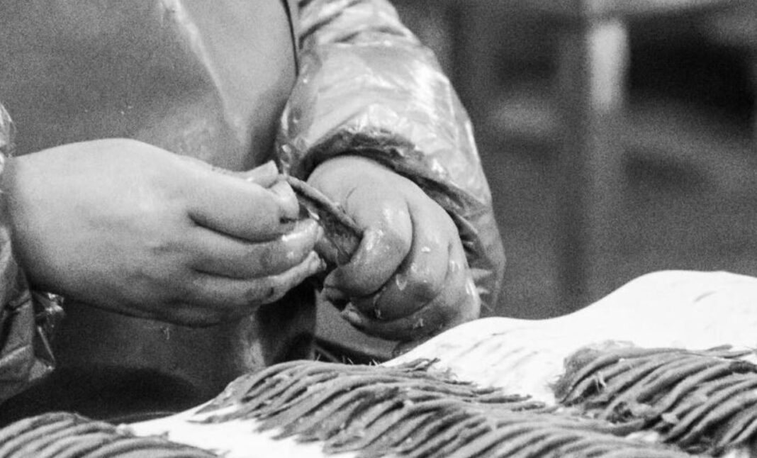 Les anchois Roque distingués par le label d’État Epv (Entreprise du Patrimoine Vivant)