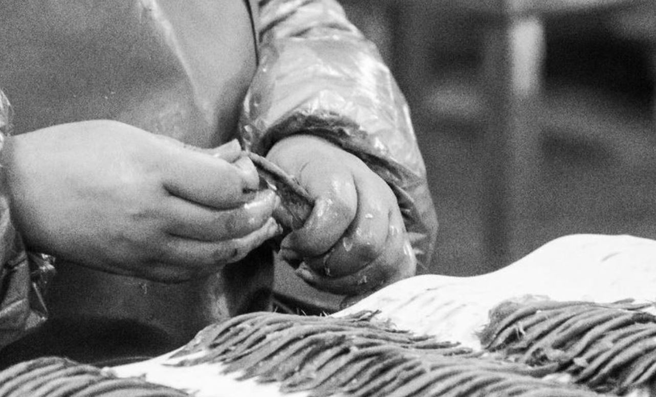 Les anchois Roque distingués par le label d’État Epv (Entreprise du Patrimoine Vivant)