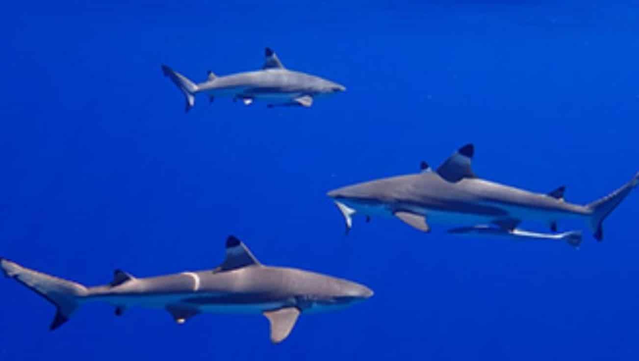 Upvd : pourquoi poursuivre l’abattage inutile des requins ?