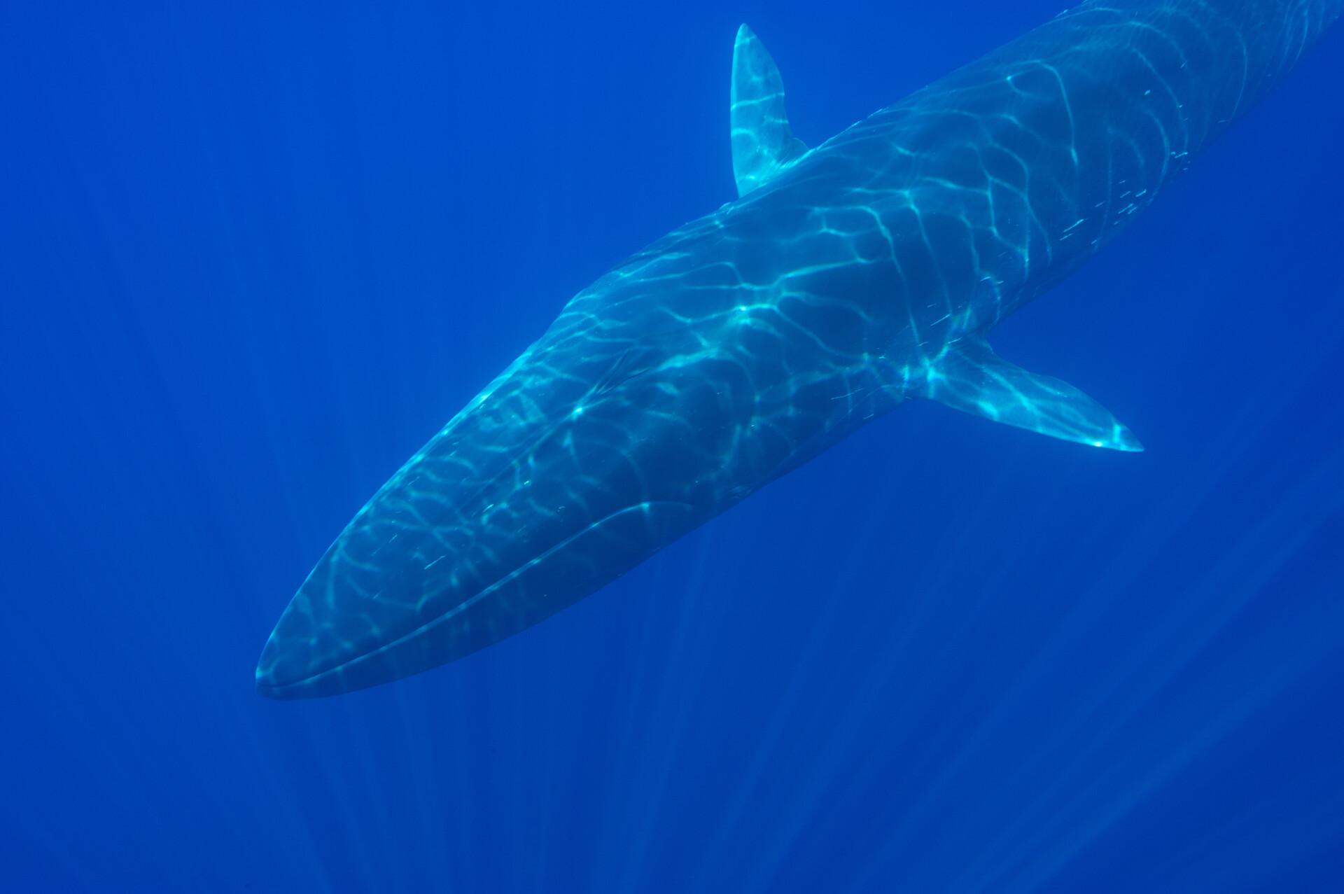 Une baleine blessée par l’homme est à l’agonie depuis des mois en Méditerranée