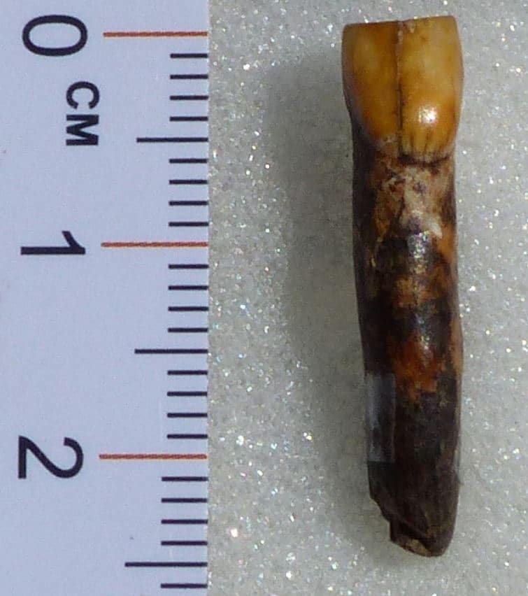 L’homme de Neandertal au pied des Pyrénées/ De nouvelles découvertes à Montmaurin 70 ans après celle de la célèbre mandibule