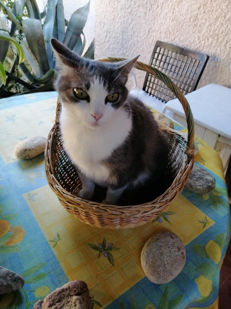 Assemblée Générale de l’association pour la Protection des Chats de Sorède