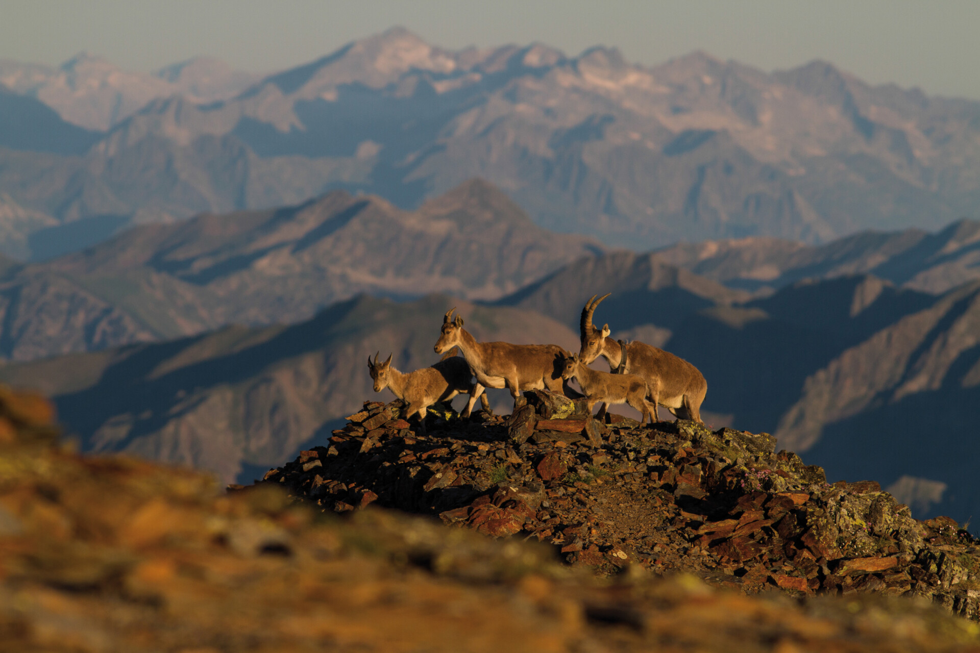Le 16 octobre, les montagnes du parc naturel Régional des Pyrénées ariégeoises ont accueilli 8 nouveaux bouquetins