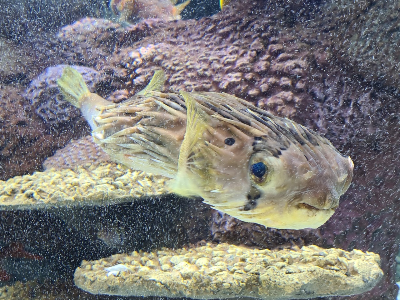 La collection de l’ancien aquarium de Canet-en-Roussillon est installée dans le nouvel établissement touristique de la ville dénommé Oniria