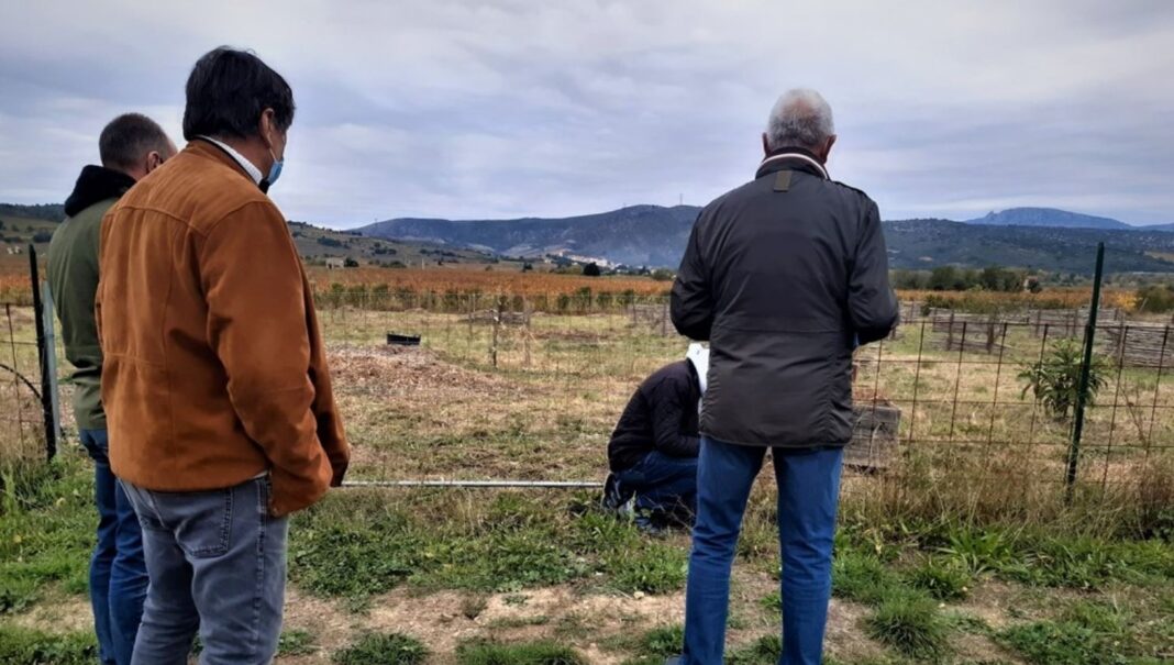 Vallée de l'Agly Ça pousse aux abords de Montner !