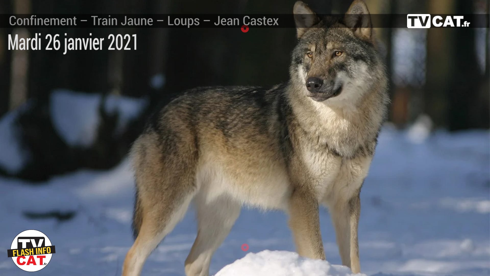 #353 EcoZonia : 6 loups s’échappent – #Flashinfo #TVCAT