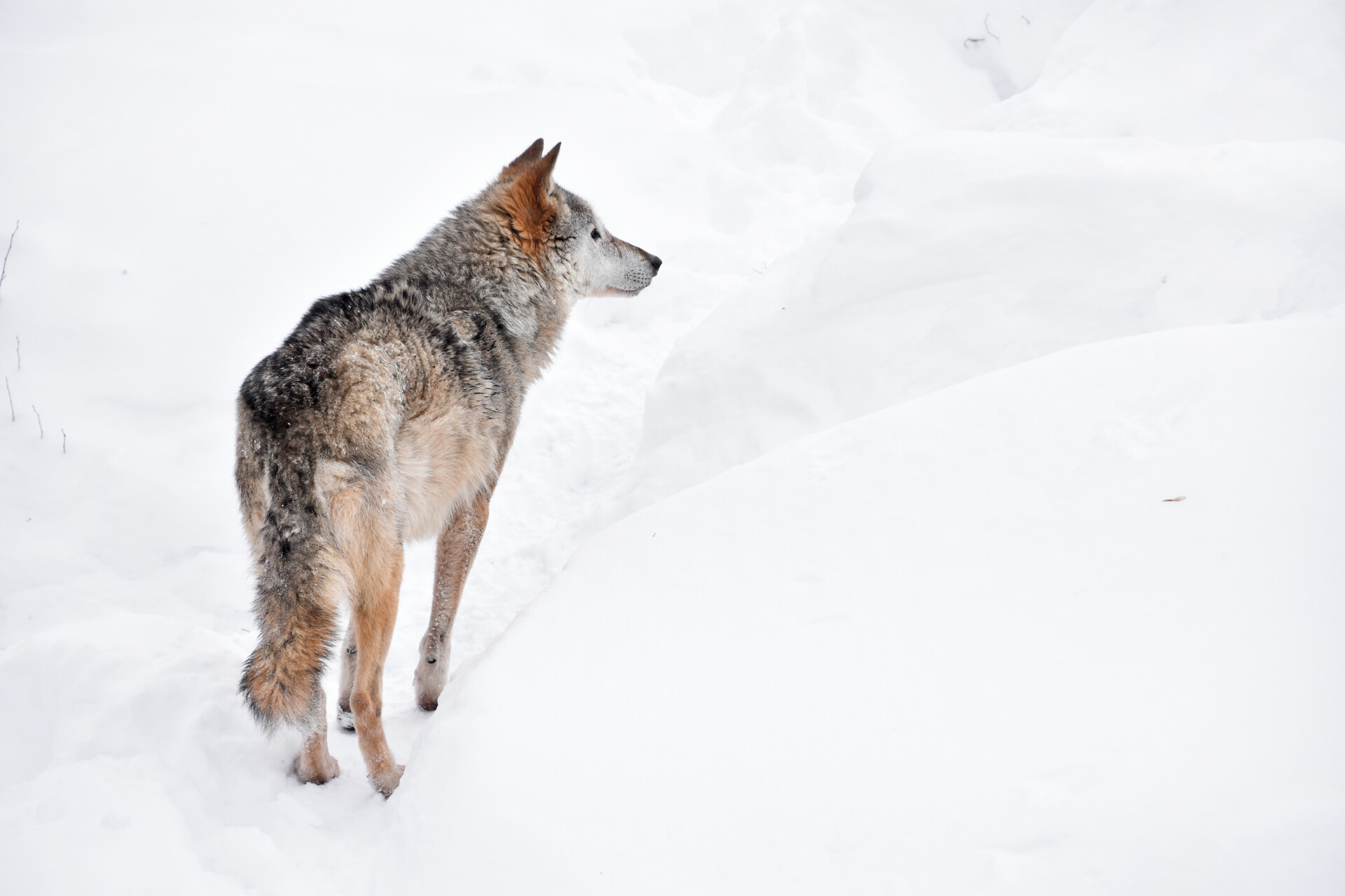 Quatre loups mâles en provenance du parc animalier de Riga (Lettonie) se sont échappés uu parc animalier Ecozonia dans la commune de Cases de Pène dans les Pyrénées-Orientales