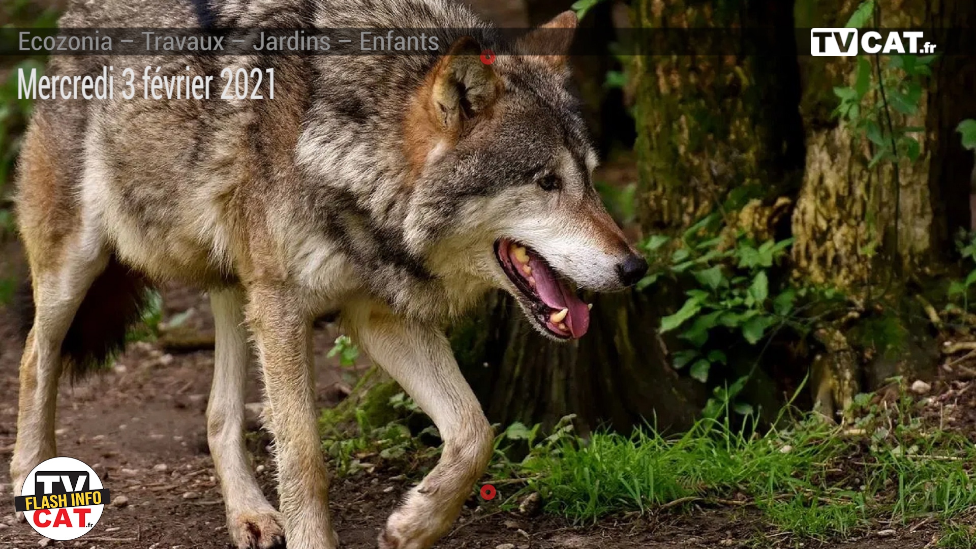 #359 Loups échappés du parc EcoZonia, la Coordination Rurale demande des explications au préfet – #Flashinfo #TVCAT