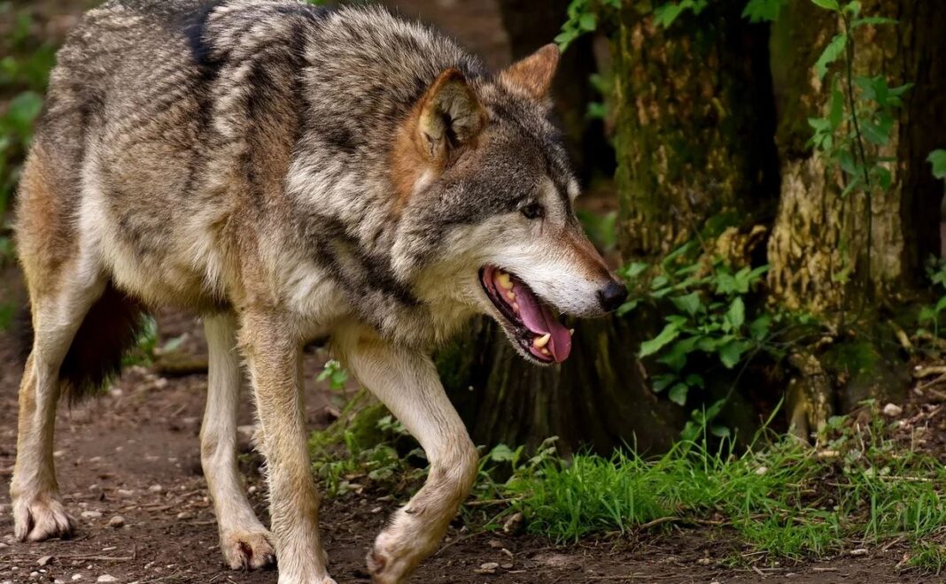Loups échappés du parc EcoZonia, la Coordination Rurale demande des explications au préfet