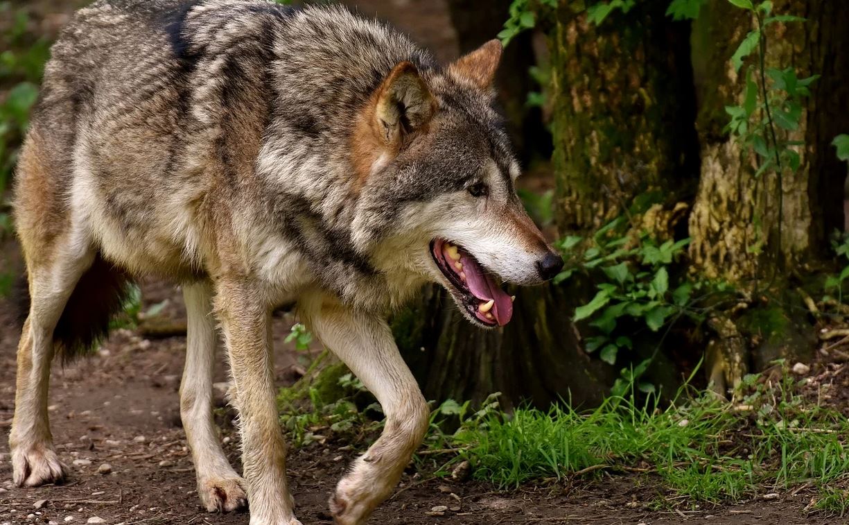 Loups échappés du parc EcoZonia, la Coordination Rurale demande des explications au préfet