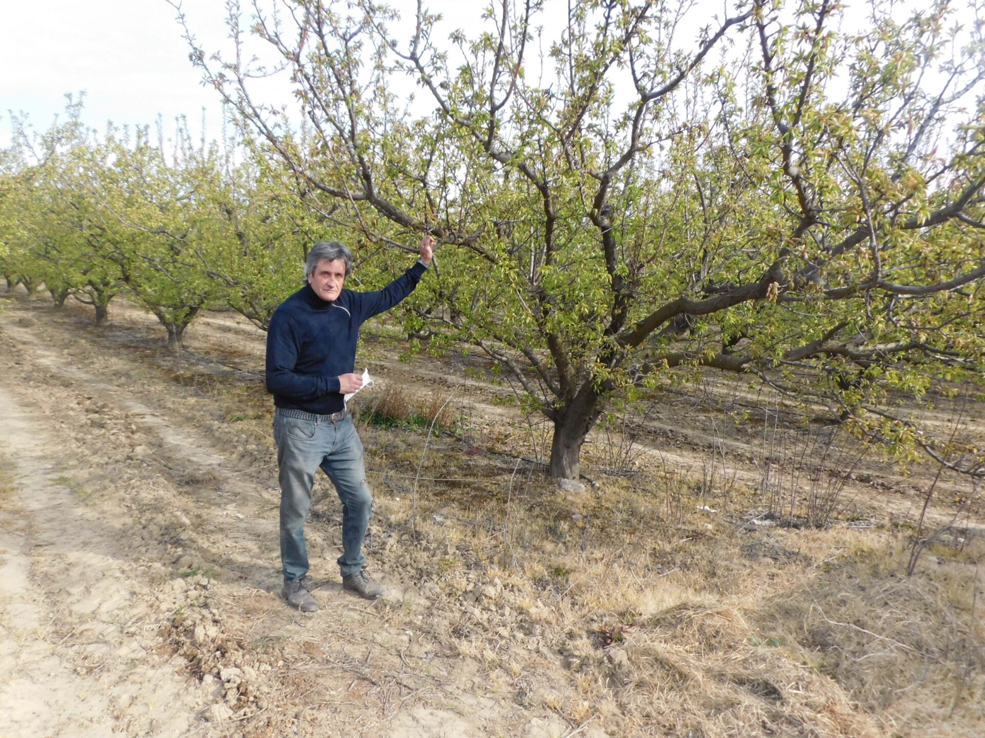 Estagel/Une récolte d’abricote perdue : les agriculteurs dans la désespérance
