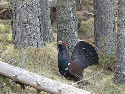 Grand Tétras : Coq mou ou Coq fou