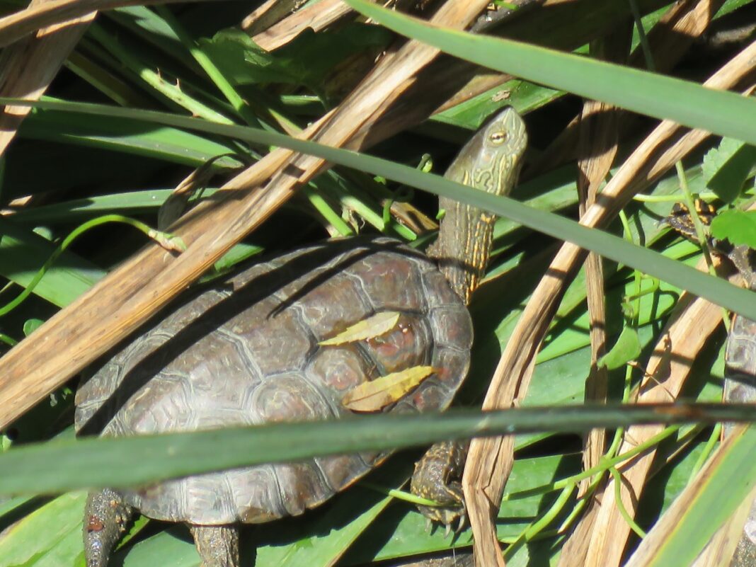 Véhicules terrestres à moteur des règles à respecter pour préserver les milieux naturels