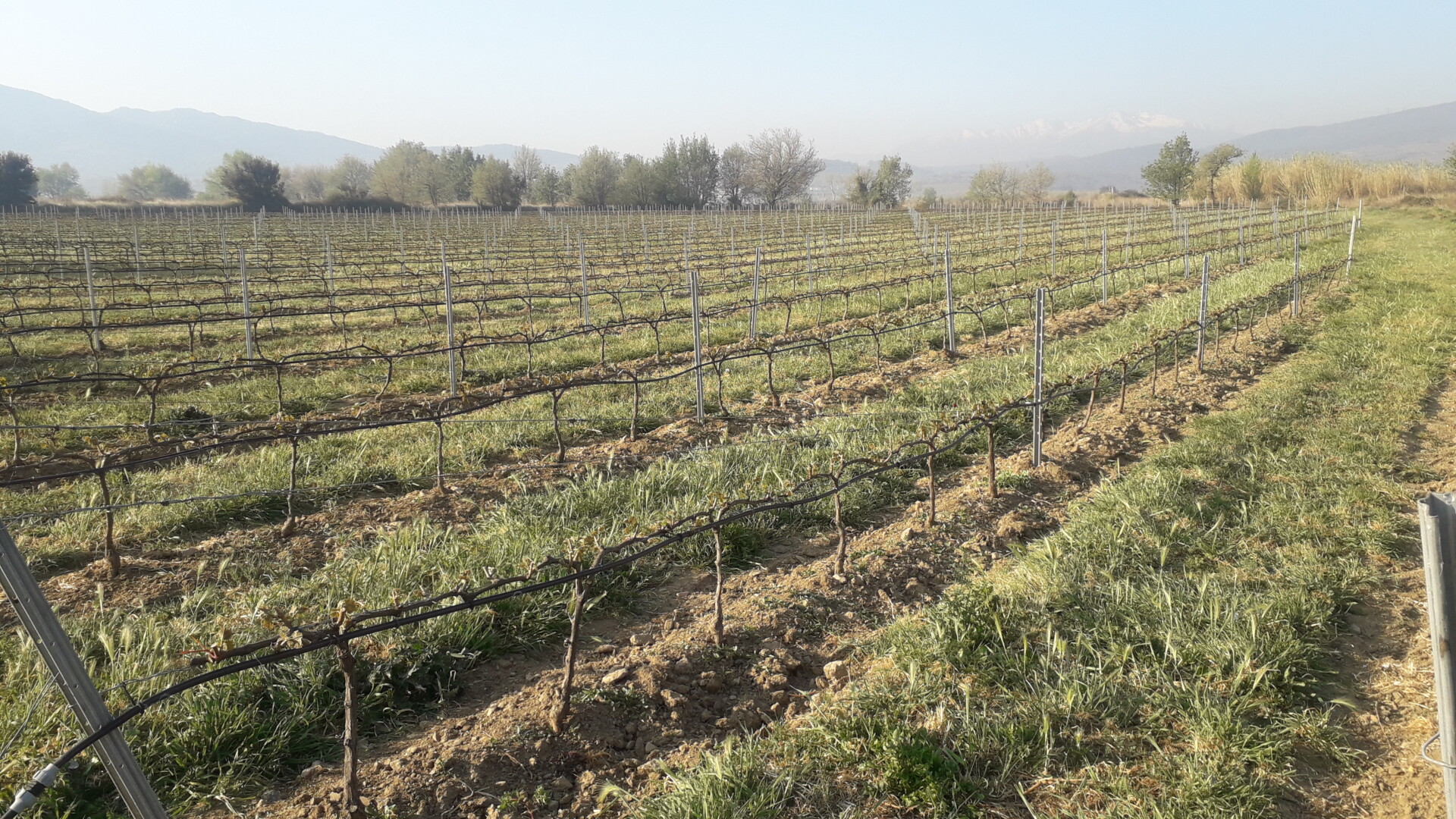 ESTAGEL/ Gel dans les récoltes : lettre du collectif vigneron d’Estagel aux élus politiques.