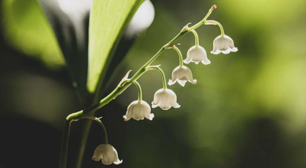 1er mai : la vente de muguet libre, mais avec certaines règles...