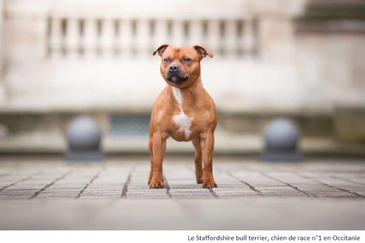 Le Top 3 des chiens de race préférés, le Staffordshire bull terrier n°1 !