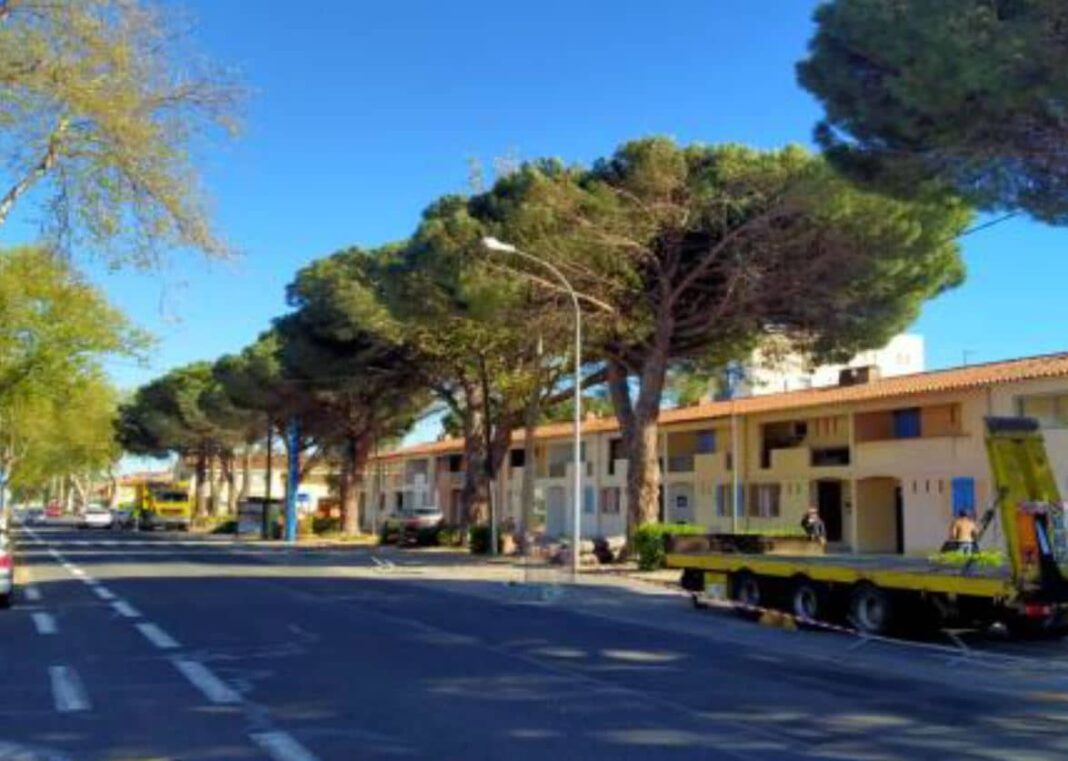 Mobilisation contre l'abattage de pins à Argelès-sur-Mer