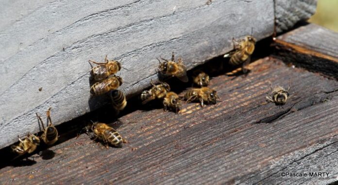 Abeille : Le retour du frelon asiatique