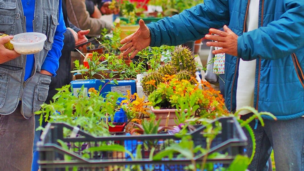 Troc'Plantes au Soler le samedi 8 mai 2021 partager vos plants et boutures printanières à l'Espace Collectif des Jardins Familiaux et Partagés