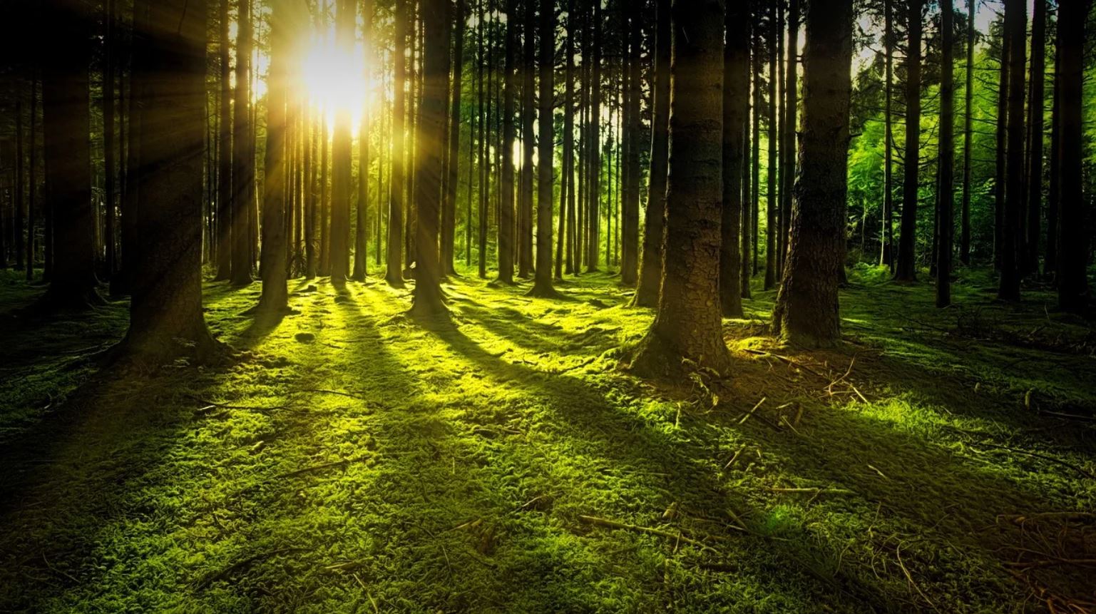 Ensemble, recensons les arbres remarquables du Pays Pyrénées Méditerranée !