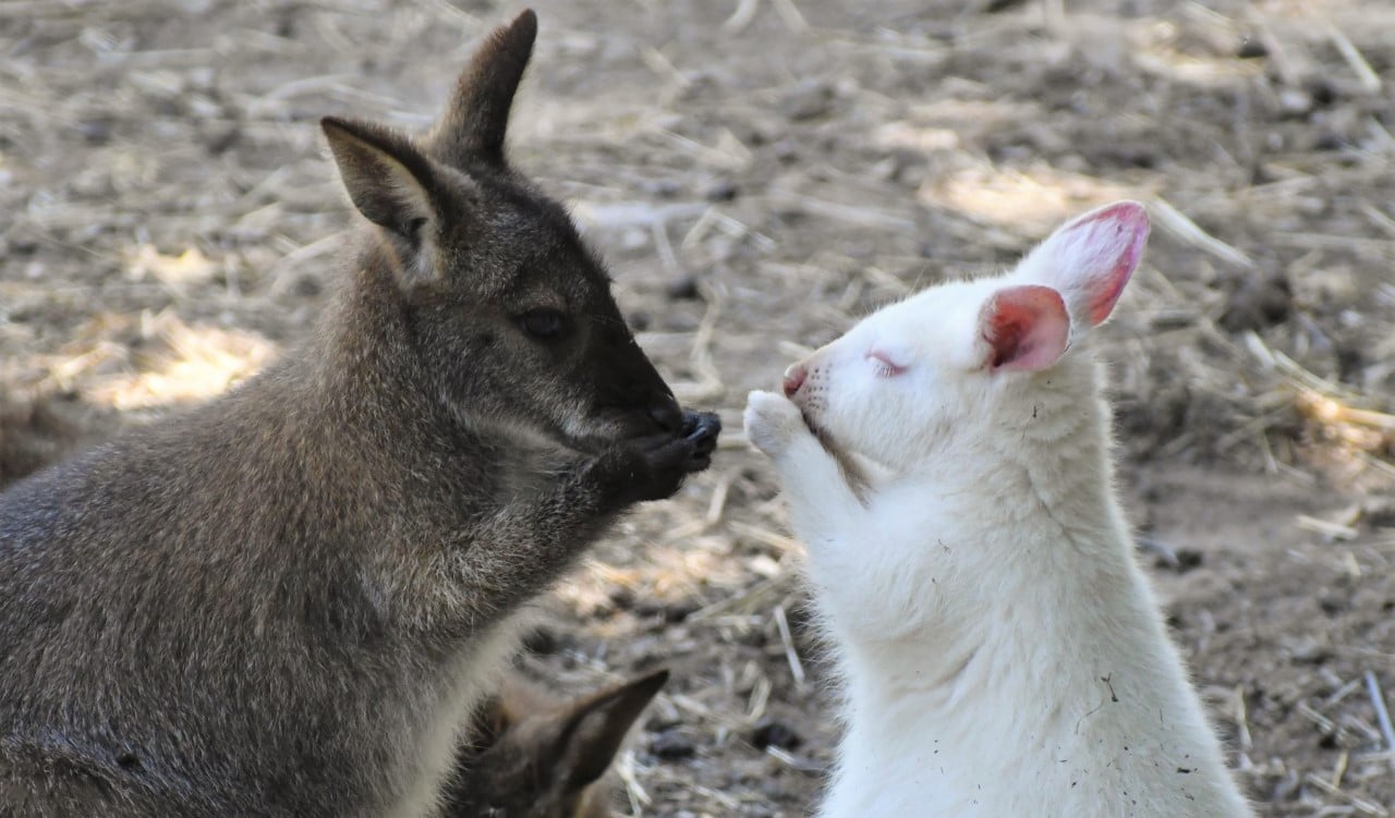 Des loups arctiques et des naissances à Casteil