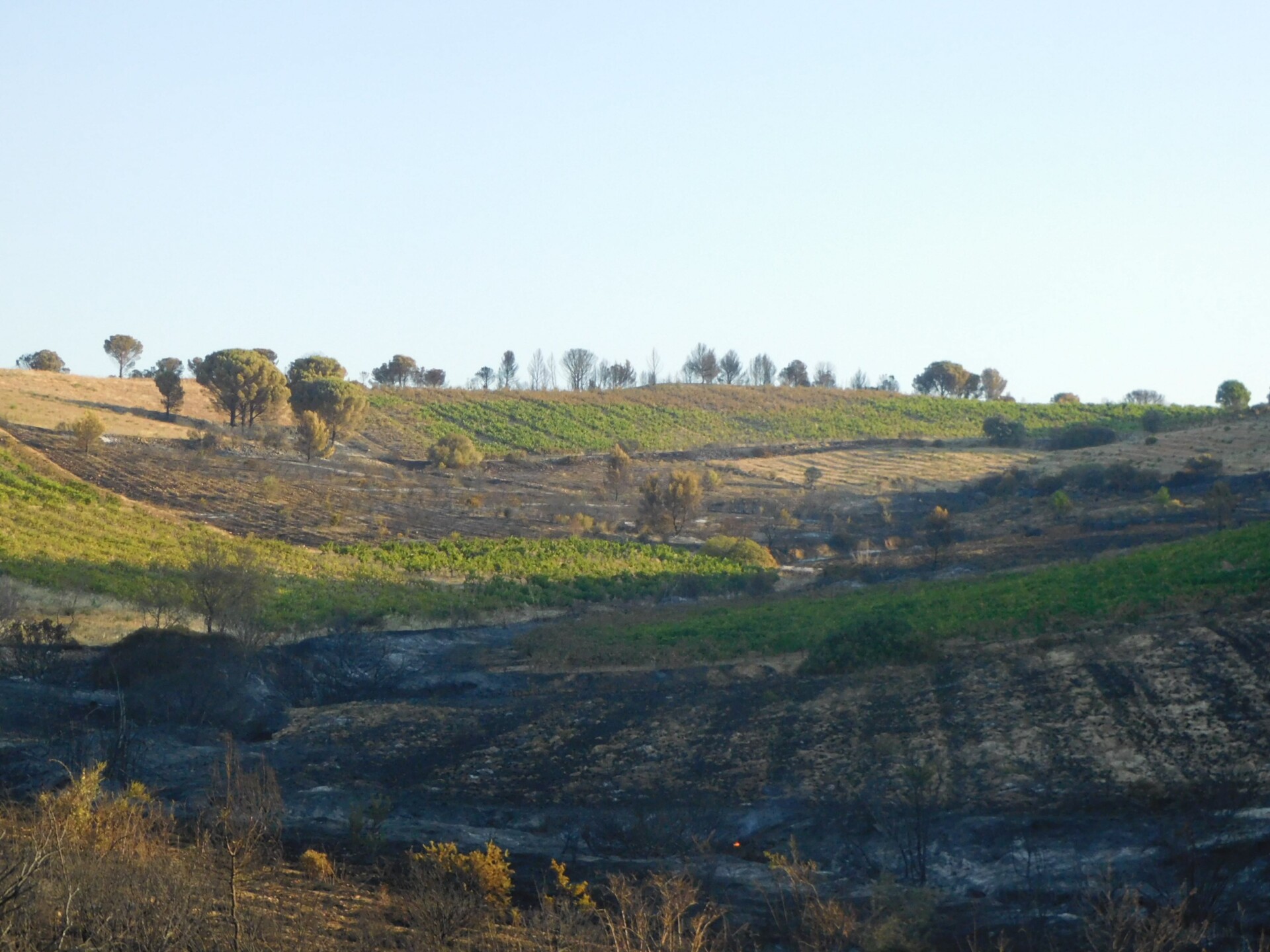 Estagel: Au lendemain de l’incendie : et si les vignes étaient encore là ?!…