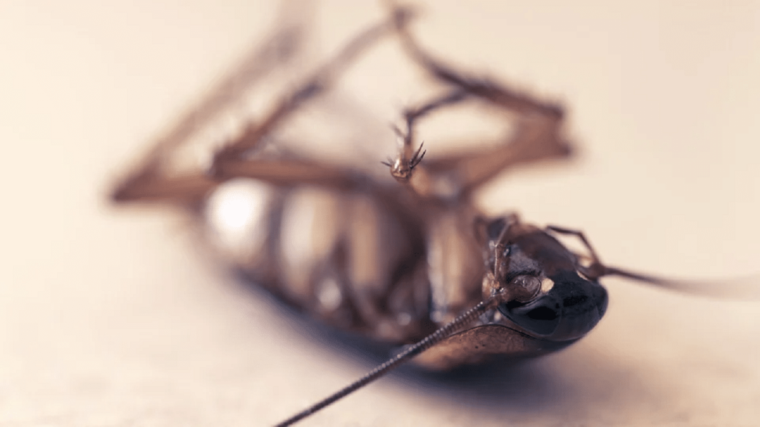 traitement des insectes par fumigation Le traitement des insectes par fumigation est un procédé qui a pour but d’exterminer ces bestioles par le biais d’un gaz. En effet, ce dernier est diffusé dans la pièce concernée afin d’empoisonner les organismes vivants qui s’y trouvent