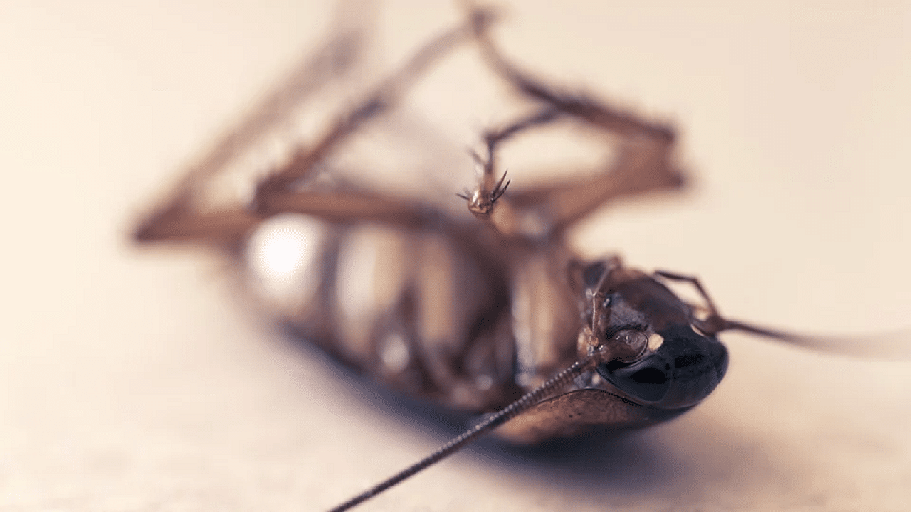Le traitement des insectes par fumigation est un procédé qui a pour but d’exterminer ces bestioles par le biais d’un gaz. En effet, ce dernier est diffusé dans la pièce concernée afin d’empoisonner les organismes vivants qui s’y trouvent