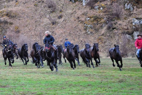 Chevaux électrocutée : accident dramatique près de Bourg-Madame – P.O : deux nouveaux décès liès au coronavirus #FlashInfo #TVCAT #LeJournalCatalan