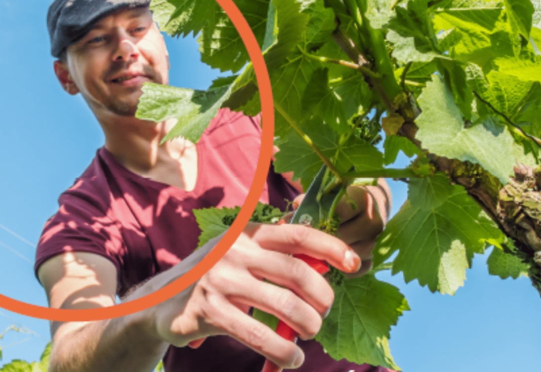 Vallée de l'Agly/ Ouvrier viti-vinicole en agroécologie : recrutement des jeunes