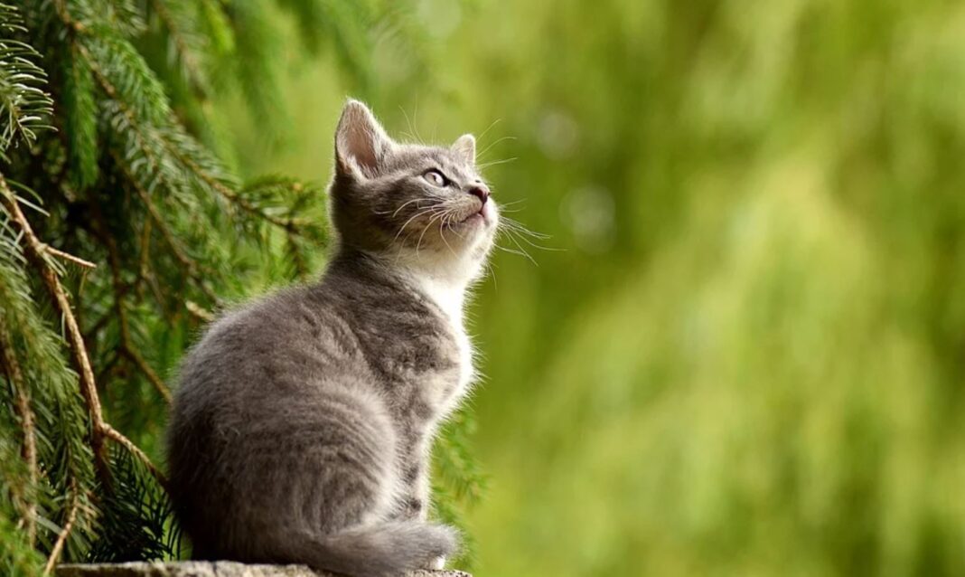 A l’orée des fêtes de fin d’année, faites une bonne action, devenez famille d’accueil pour animaux !