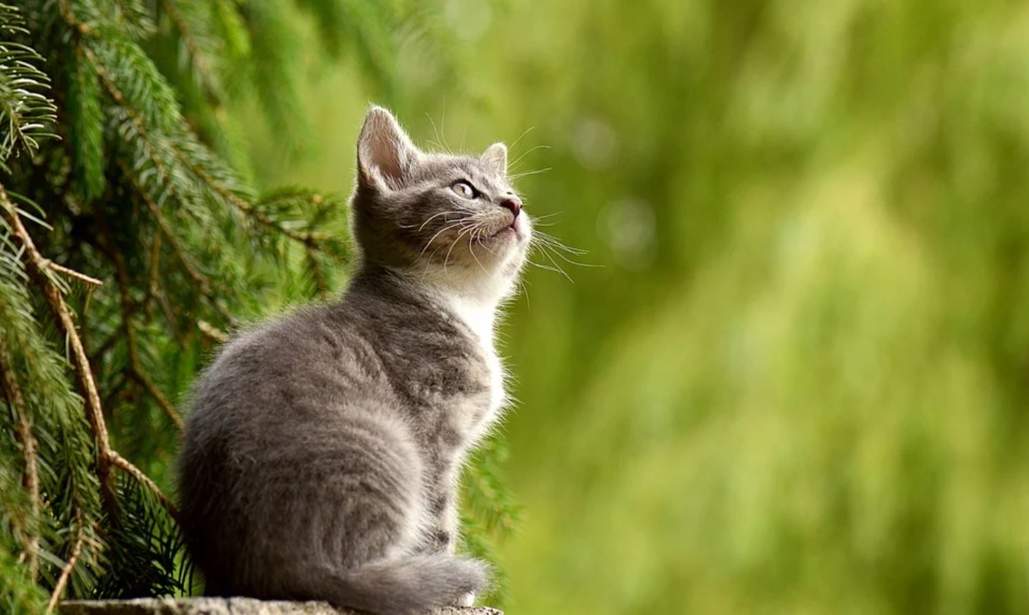 A l’orée des fêtes de fin d’année, faites une bonne action, devenez famille d’accueil pour animaux !