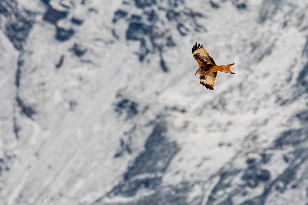 On fait l'appel dans les Pyrénées pour les milans royaux hivernants !