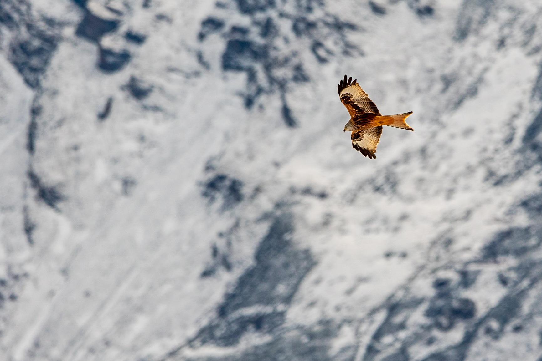 On fait l’appel dans les Pyrénées pour les milans royaux hivernants !
