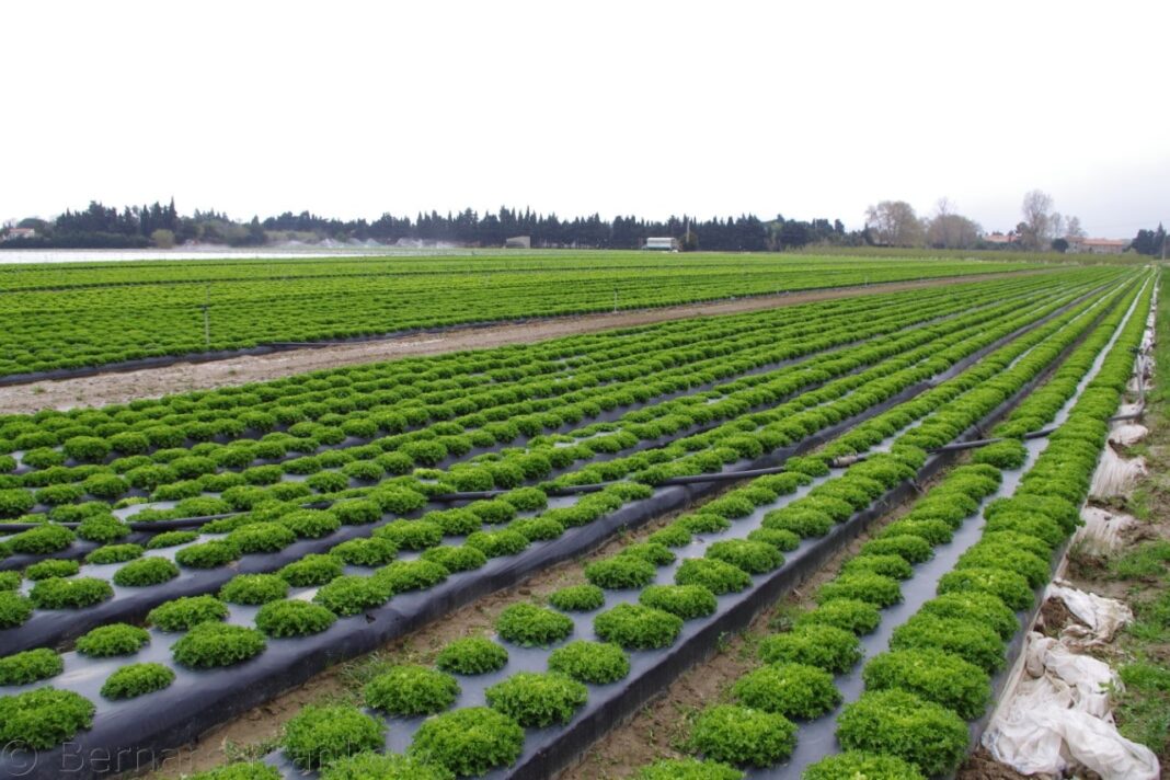 Le Département aux côtés des agriculteurs suite au gel d’avril 2021