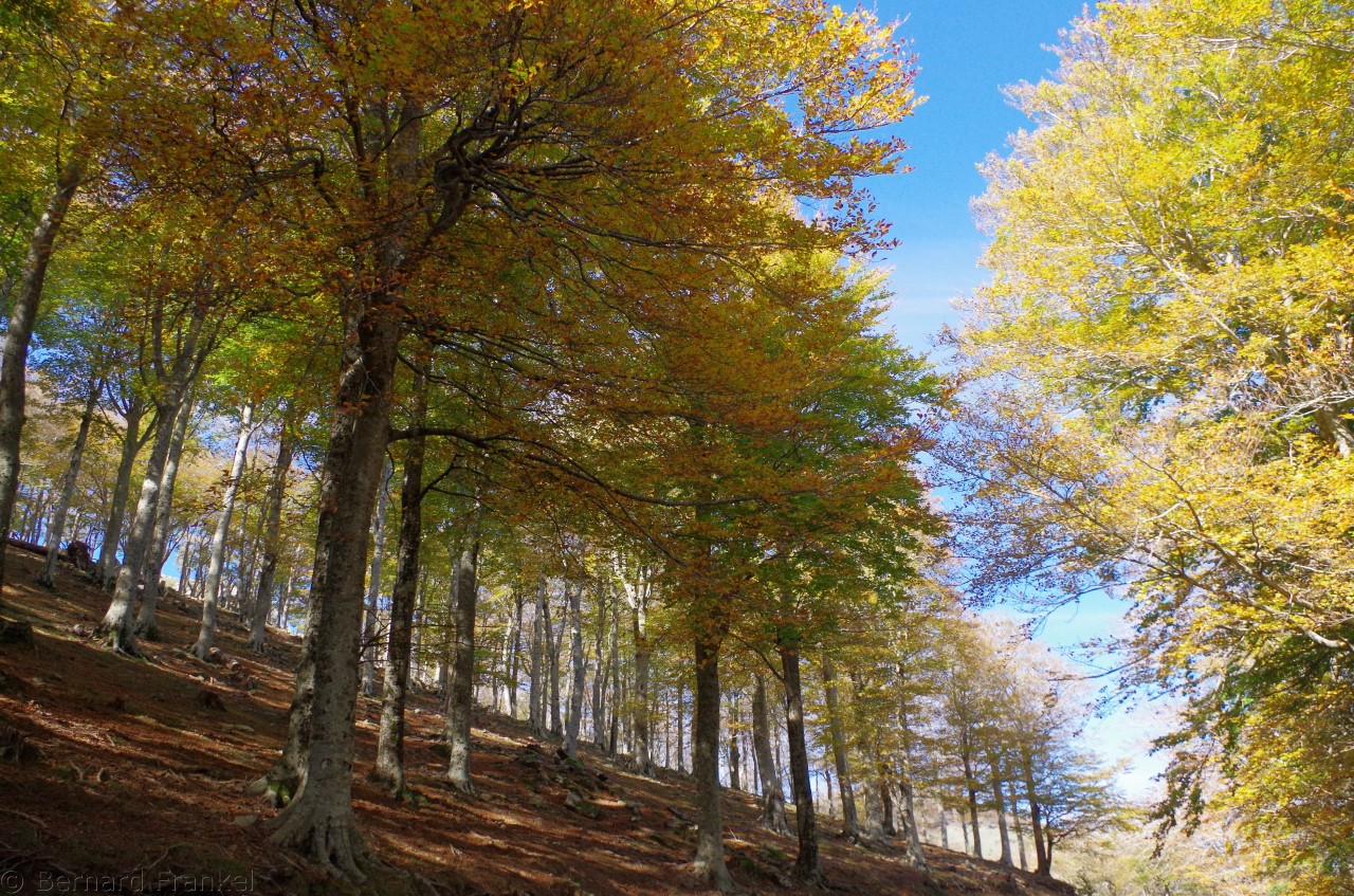 Le Département œuvre à la préservation des forêts catalanes