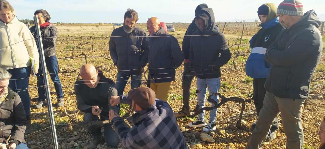 Skola « métiers de la vigne » : seconde rencontre en agroécologie « voyage dans un pied de vigne »