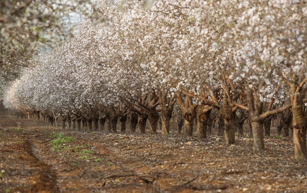 Salanque et Fenouillèdes/ Réunions d’information sur la production d’amandes en Vallée de l’Agly