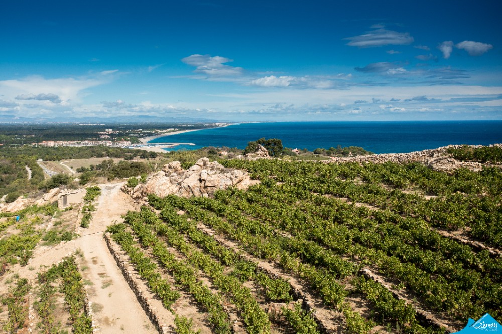 Argelès-sur-Mer/ Le terroir et les vins catalans sur scène, en juin, pour le Festival Bacchus