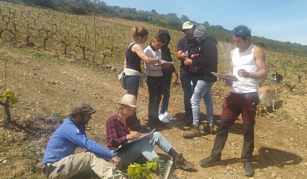Skola « métiers de la vigne » : quatrième rencontre en agroécologie avec « des mauvaises herbes pas si mauvaises que ça »