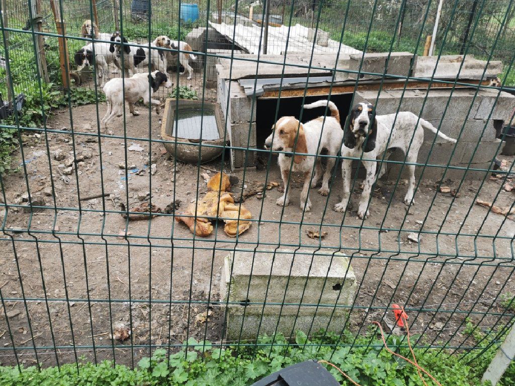 Un chasseur jugé pour avoir laissé vivre ses huit chiens dans de terribles conditions