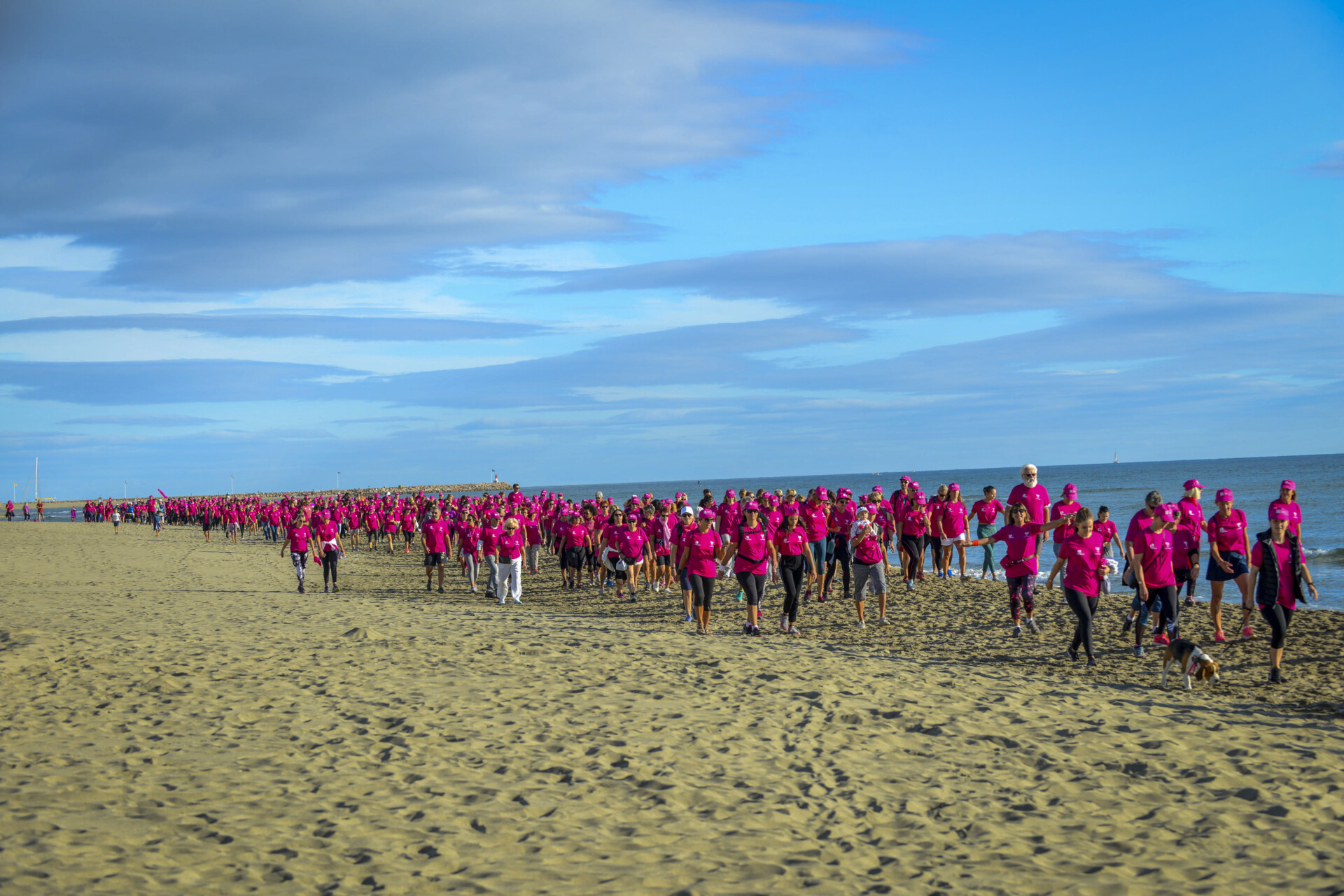 La Rose Canétoise : courir ou marcher pour la Ligue contre le cancer