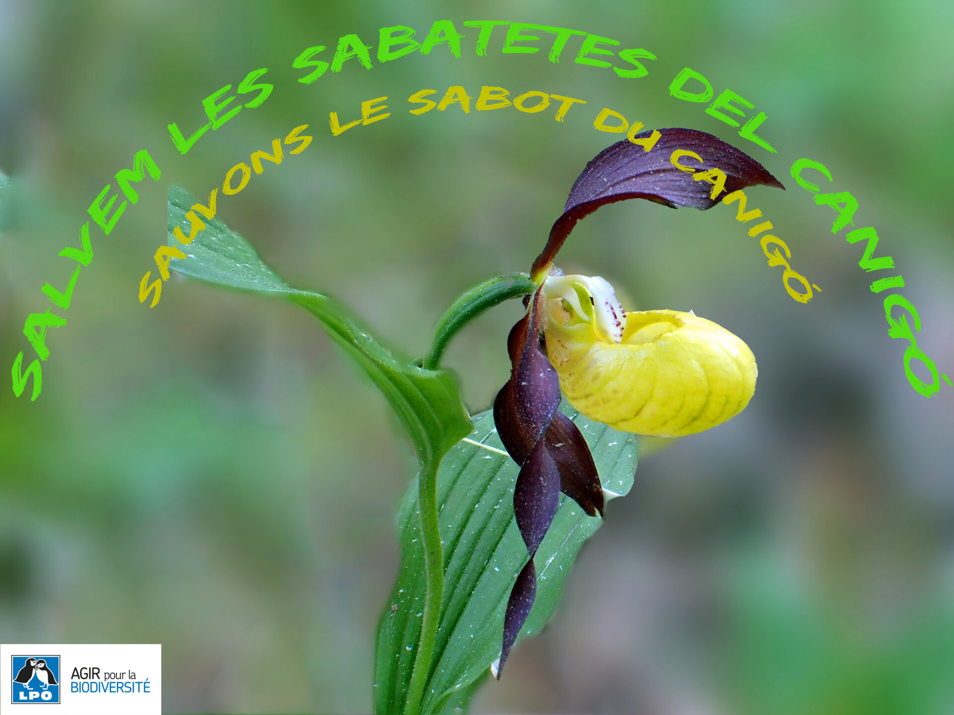 Une très belle orchidée sauvage (Le Sabot de Vénus) en grave péril en Pays catalan