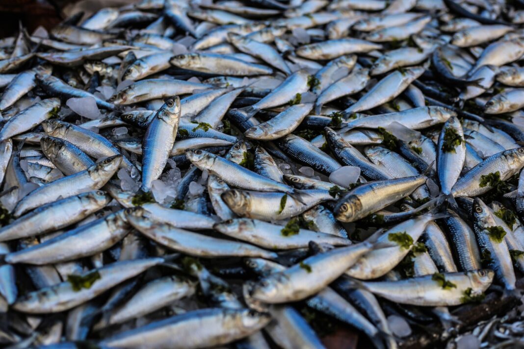 pêche en Méditerranée Carole Delga alerte sur l’avenir de la pêche en Méditerranée